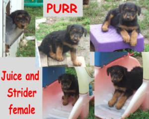 purr7wks.jpg