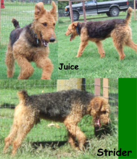 juicestridercollage.jpg